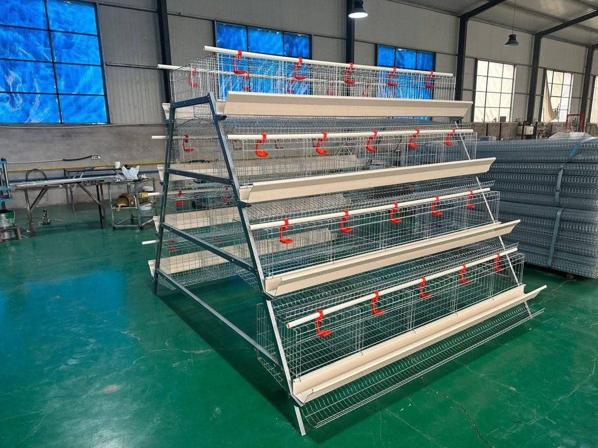 Battery cages for layers and broilers Kenya — A-type, H-type, Broiler cage — EcoKuku Farm Ltd