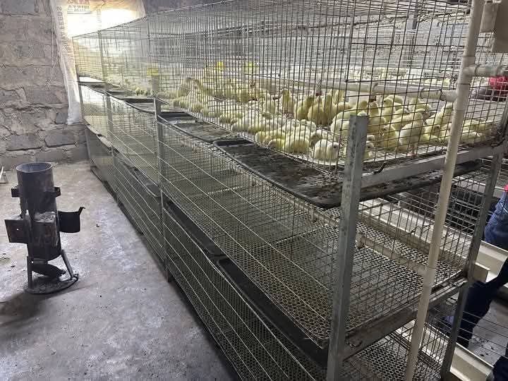 Broiler cage Kenya 72-80 birds in use