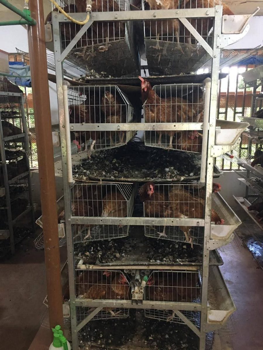 H-type battery cage for layers Kenya in use