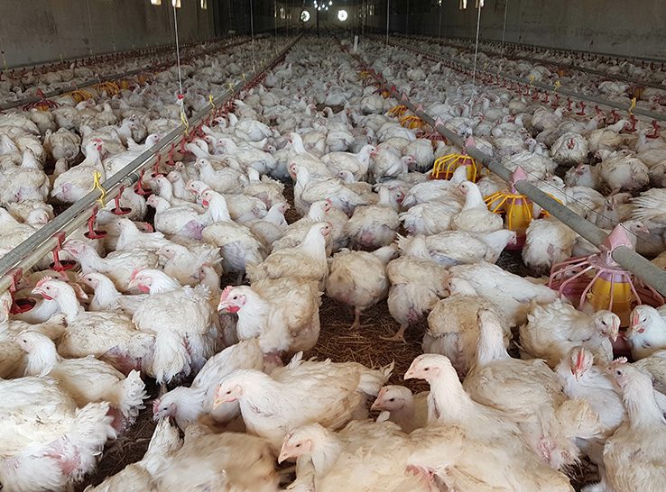 Commercial broiler chicks for sale in Kenya — fast-growing meat breed — EcoKuku Farm Ltd