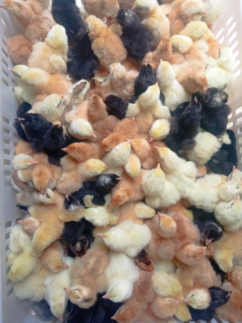 How to increase hatch rate — day old chicks