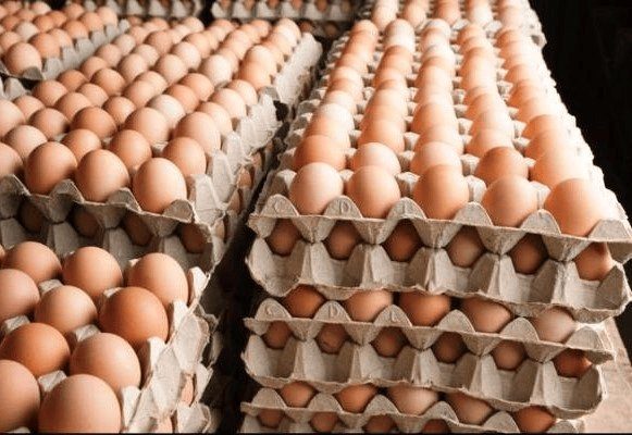 Fertilized hatching eggs on incubator trays — fresh stock for sale in Kenya — EcoKuku Farm Ltd