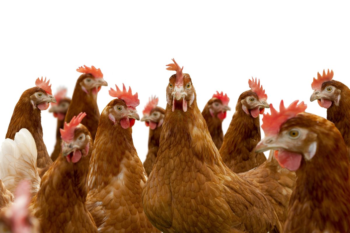 Isa Brown and Isinya commercial layer chicks for sale in Kenya — EcoKuku Farm Ltd Nairobi