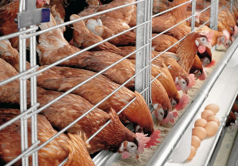 Isinya commercial layer hens Kenya