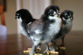 Kari Improved Kienyeji chicks day old Kenya
