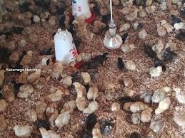 Kari day-old chicks for sale in Kenya — best layer breed — EcoKuku Farm Ltd Nairobi