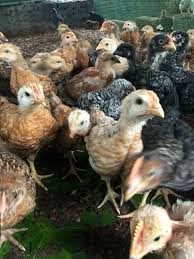 Kuroiler day-old chicks for sale in Kenya — from KShs 120 — EcoKuku Farm Ltd Nairobi
