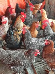 Mature Kuroiler chicken Kenya — EcoKuku Farm Ltd