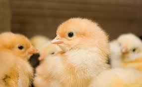 Rainbow Rooster chicks at 1 week old Kenya