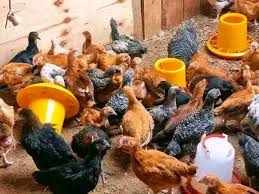 Rainbow Rooster chicks for sale in Kenya — dual purpose breed — EcoKuku Farm Ltd