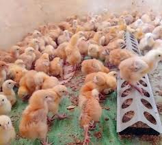 Sasso chicks at 1 week old Kenya