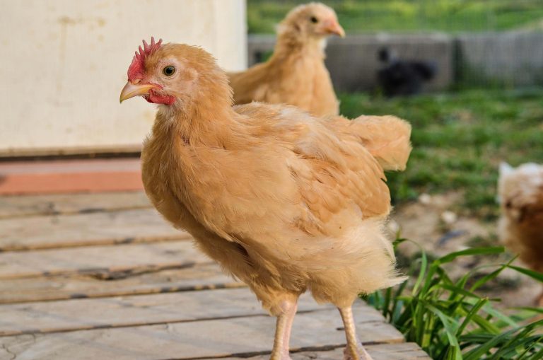 Sasso day-old chicks for sale in Kenya — French heritage breed — EcoKuku Farm Ltd