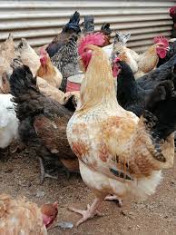 Sasso chicks Kenya
